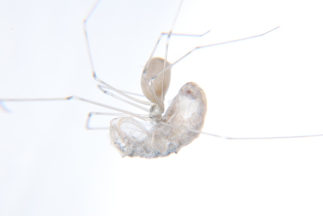 Pholcus sp.